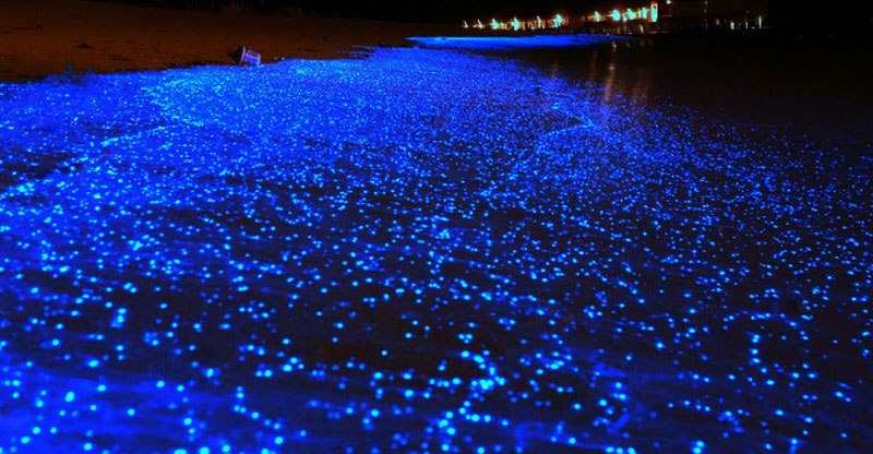 manialtapec bioluminescence
